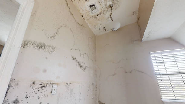 Environmental Consulting for Mold Prevention in Waianae, HI
